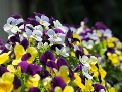 様々な色とデザインで咲く花