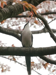 オナガのおなか・・・