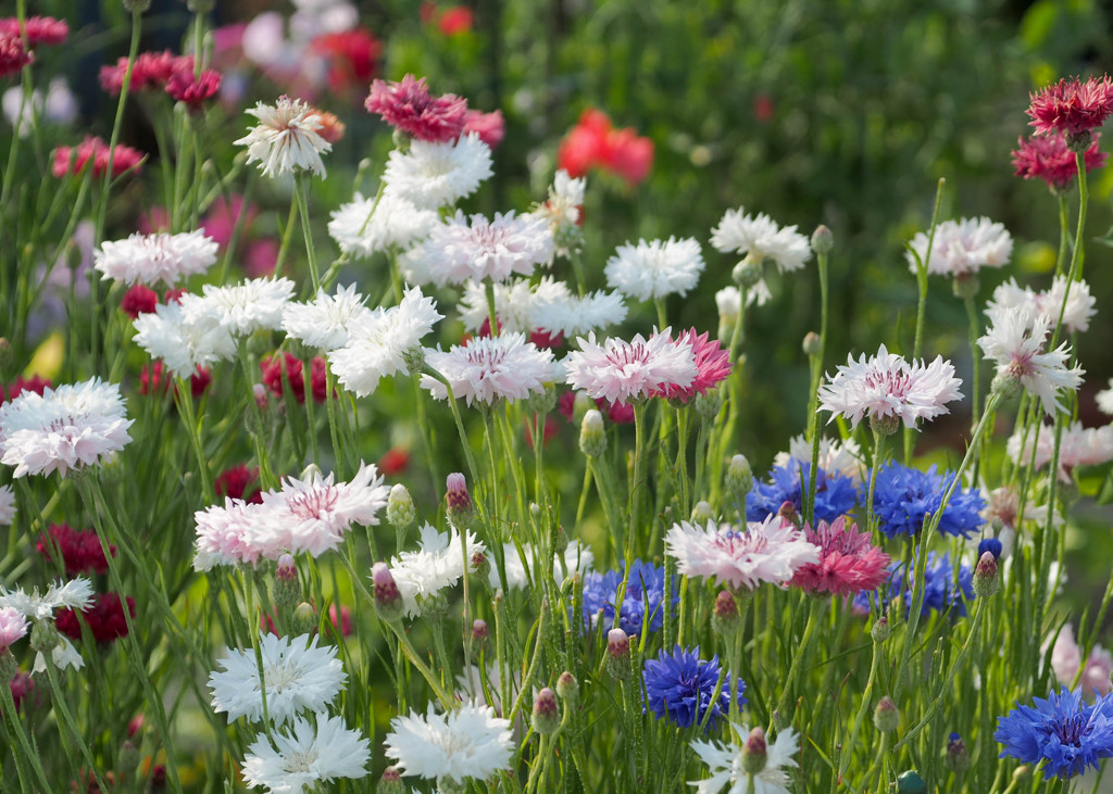あの庭の花たち