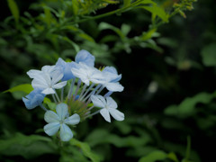 青い花、目線で