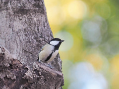 春想うシジュウカラ３