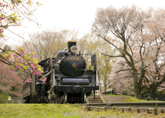 桜とSL