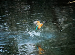 カワセミ　水浴びの瞬間１