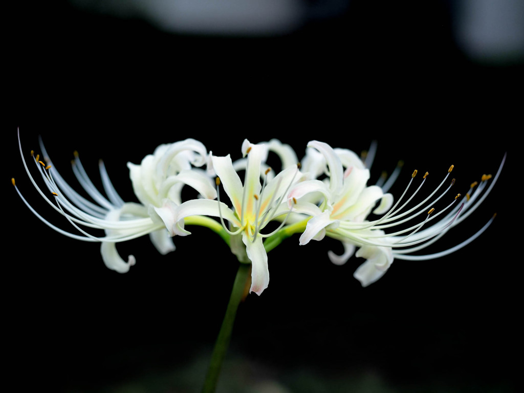 白く浮き出る彼岸花