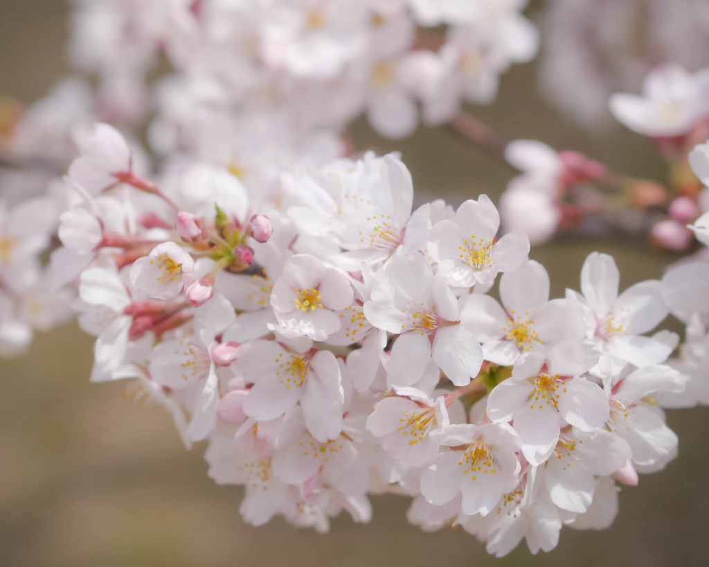 桜、やわらかな日