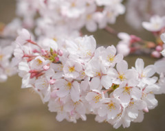 桜、やわらかな日