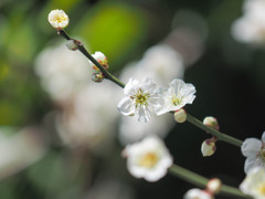 梅、グリーン