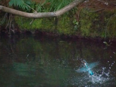 妻が撮るカワセミ水浴びシーン３