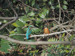 カワセミペア、恋実る1