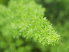 伸びゆく緑