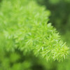 伸びゆく緑