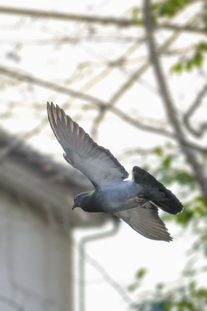 曇天の日陰、うるさい背景の中、頭上を掠め飛ぶ鳩を捉えるコンデジ