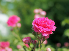 美しい薔薇を探して