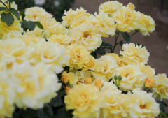 黄薔薇咲き乱れ