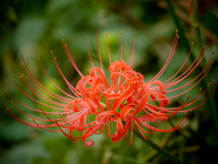 2011紅い彼岸花