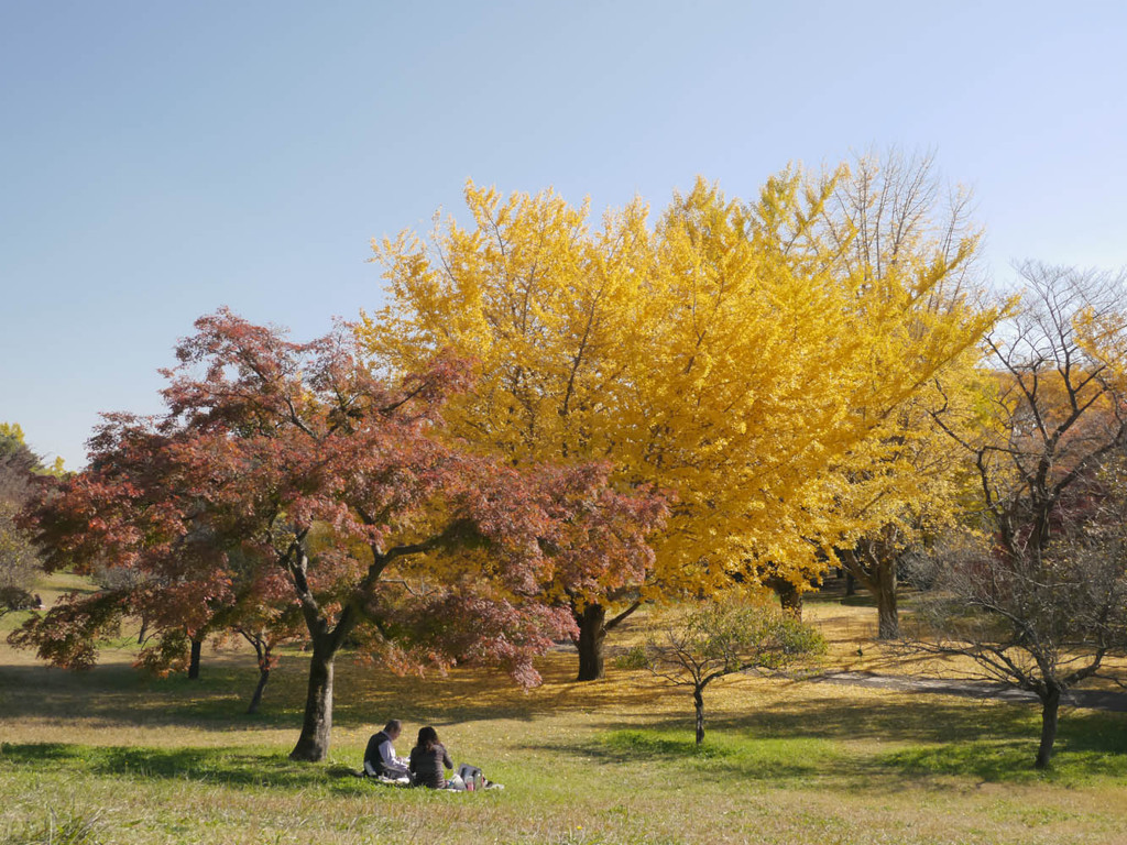暖かい日、紅葉の下でお弁当を