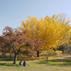 暖かい日、紅葉の下でお弁当を