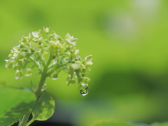 雫 in green