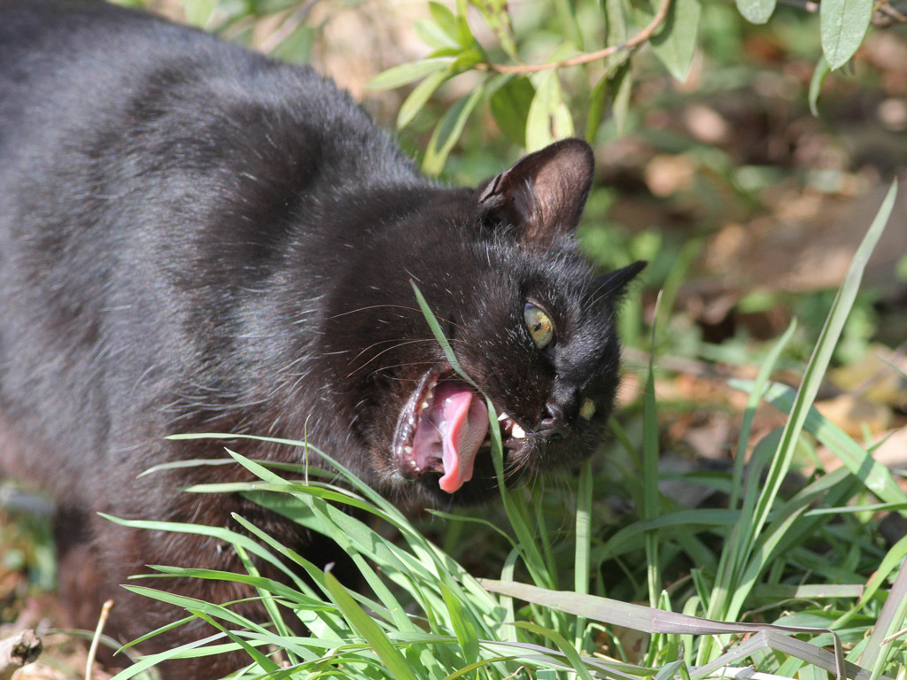 黒猫のちと怖い食事姿