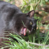 黒猫のちと怖い食事姿