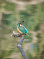 カワセミくん　危機察知！