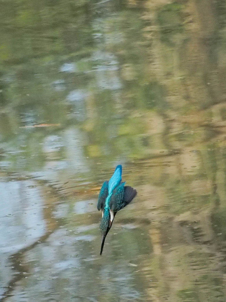 カワセミ、飛びこみ！