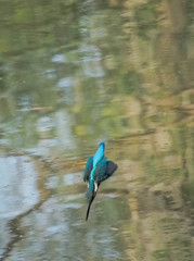 カワセミ、飛びこみ！