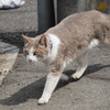 お散歩ネコ