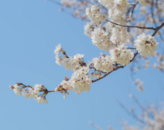 桜、空色に映える