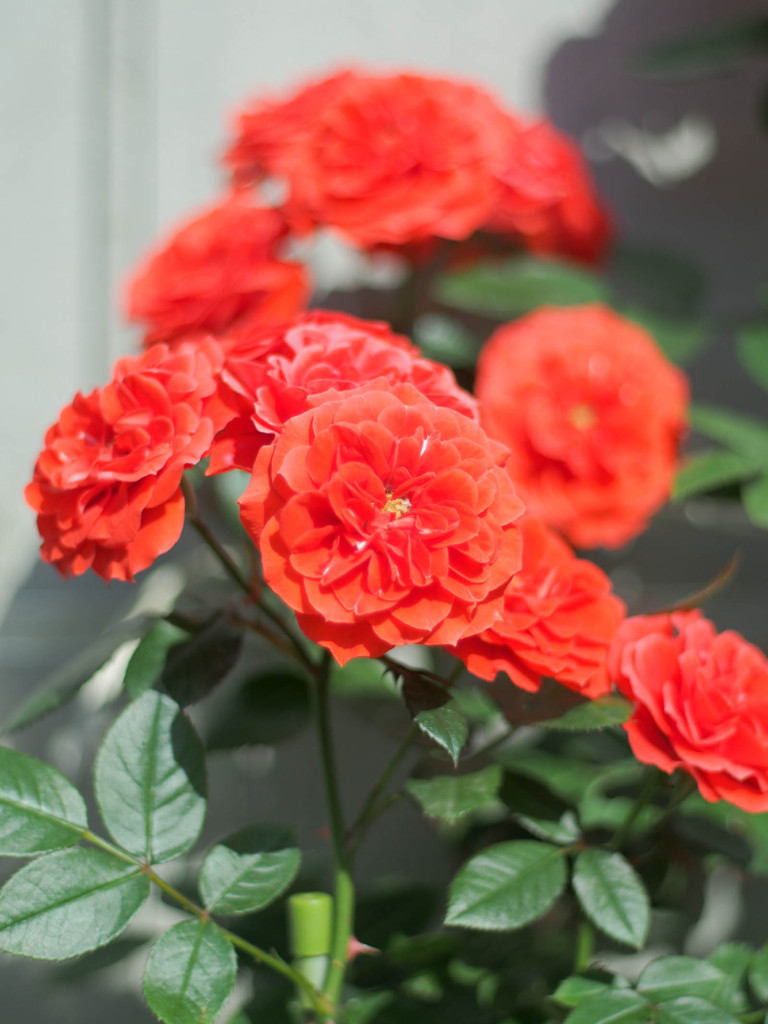 ZUIKO 50mm 1.8 MCで撮影