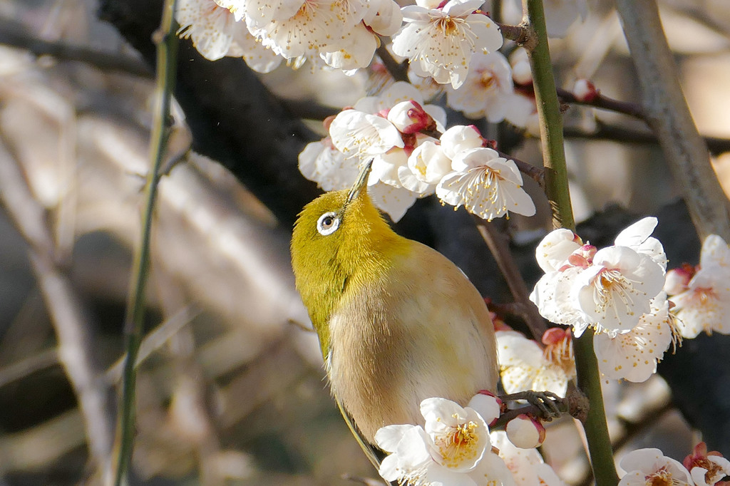 食事に夢中、ウメジロー