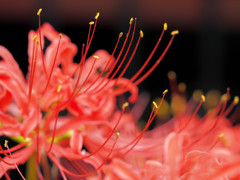 彼岸花の集い