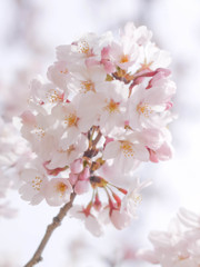 ほんのり桜色
