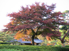 マゼンタ紅葉