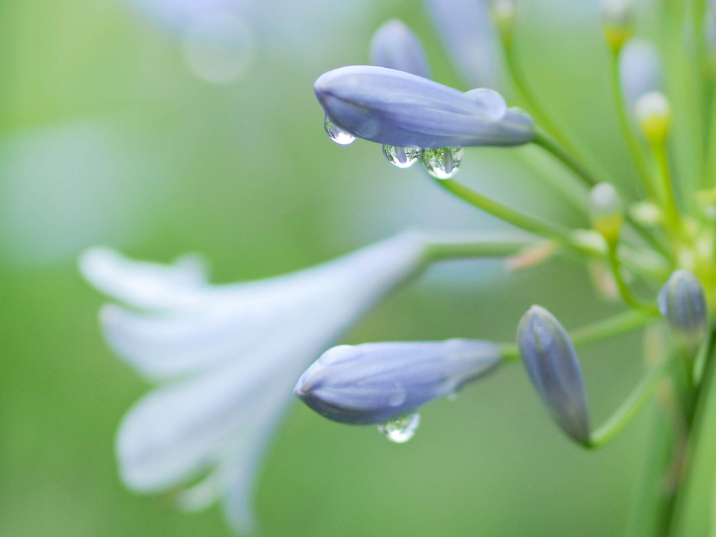 霧雨の中のアガパンサス