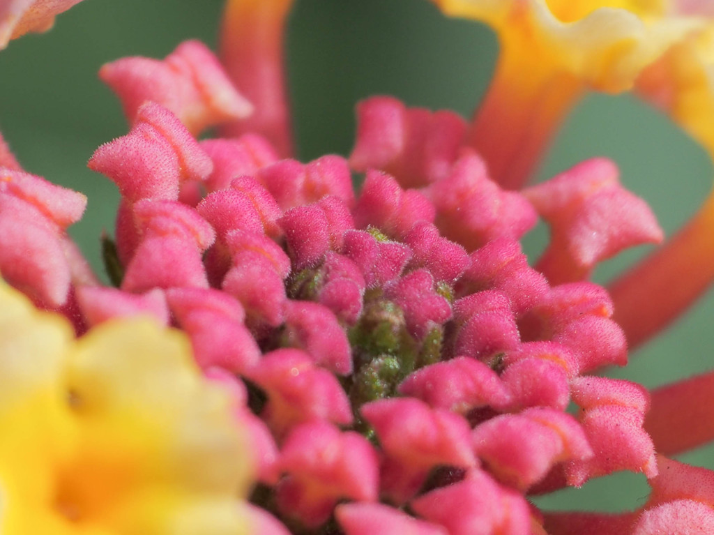 ランタナの真ん中