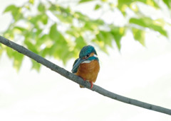 カワセミと輝く湖面