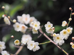元気な梅たち、春爛漫