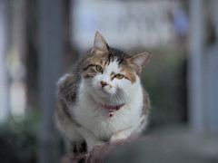 首を傾げる猫さん