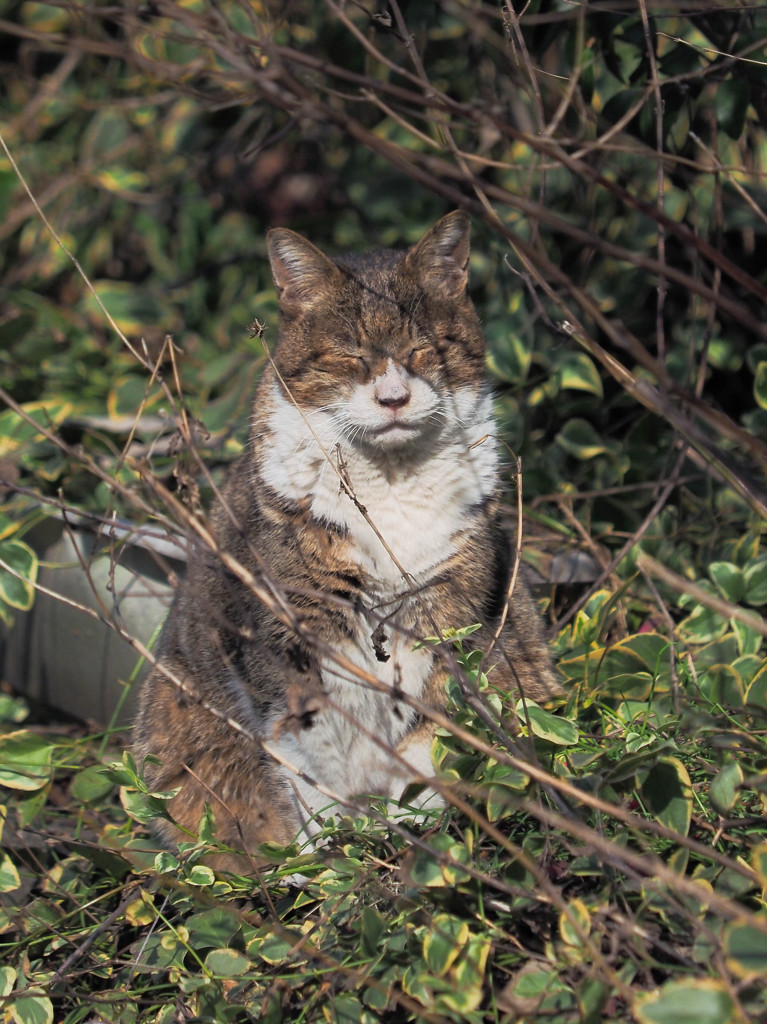 枯草の溜まり場にたたずむ野良猫さん