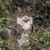 枯草の溜まり場にたたずむ野良猫さん