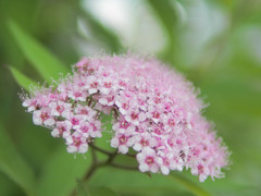 小さな花たち一斉に