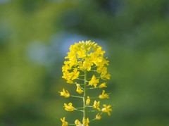 菜の花の想い