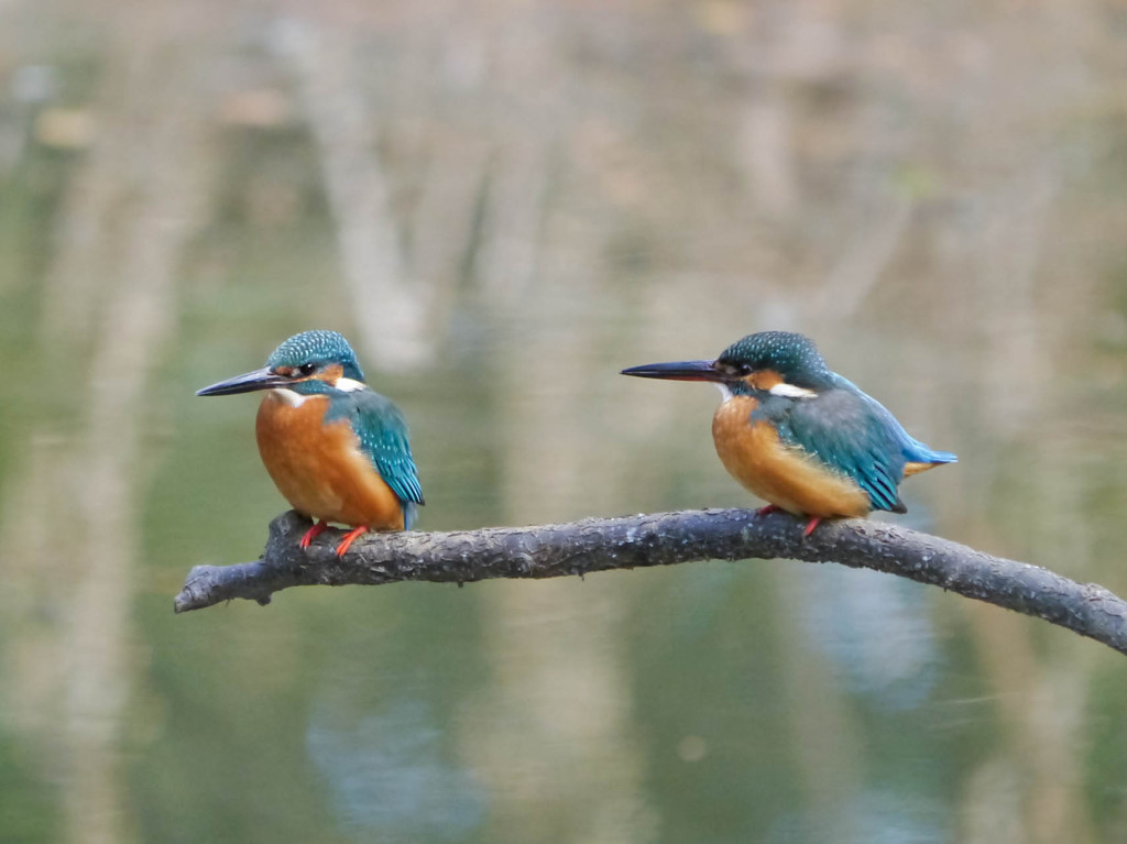 カワセミの出会い４