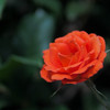 派手でお淑やかな色の薔薇