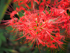 紅い曼珠沙華