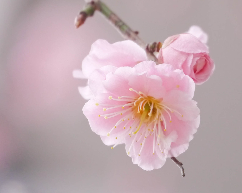 開花したピンク