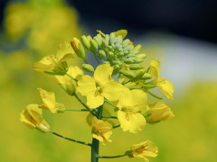目の前の菜の花