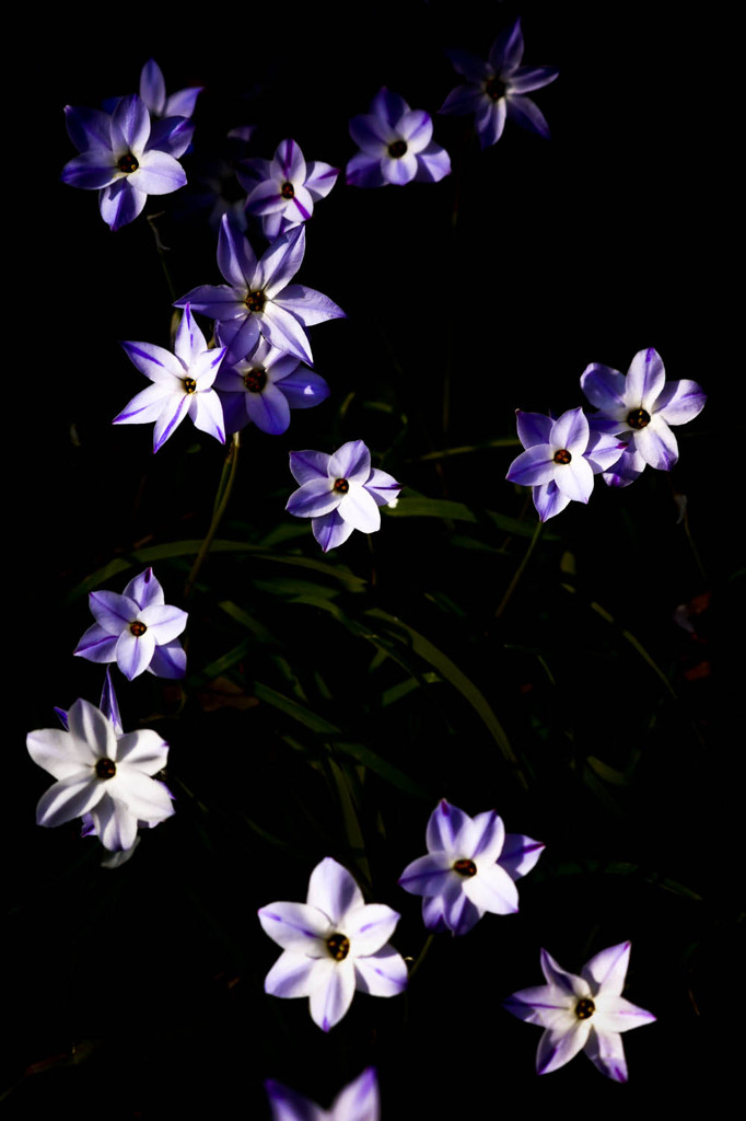 闇の中に浮かび上がる花韮