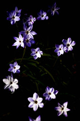 闇の中に浮かび上がる花韮